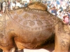 Camel Festival 6