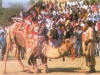 Camel Festival 7