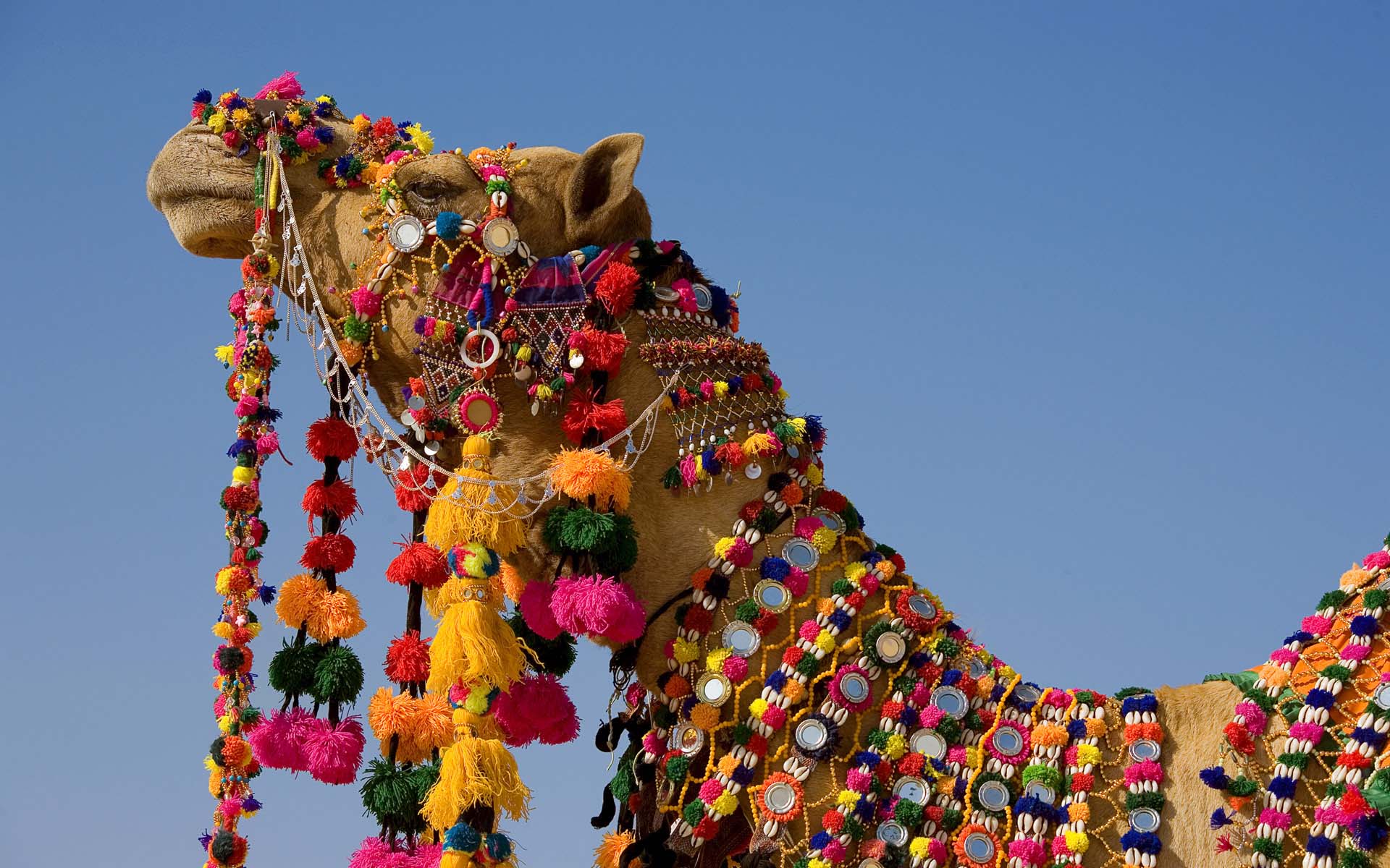 Camel Decoration